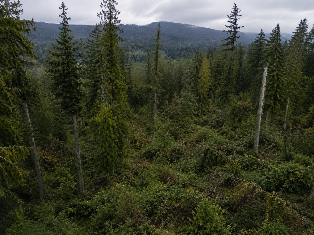 Overgrown, unwalkable acreage before listing prep