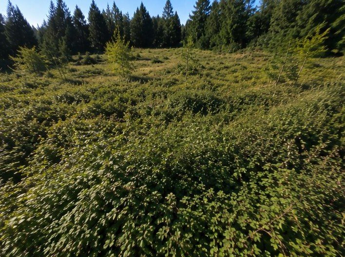 Forestry mulching of overgrown acreage