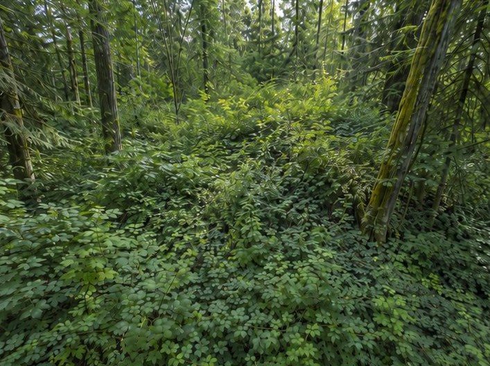Dense brush-choked forest floor before trail clearing