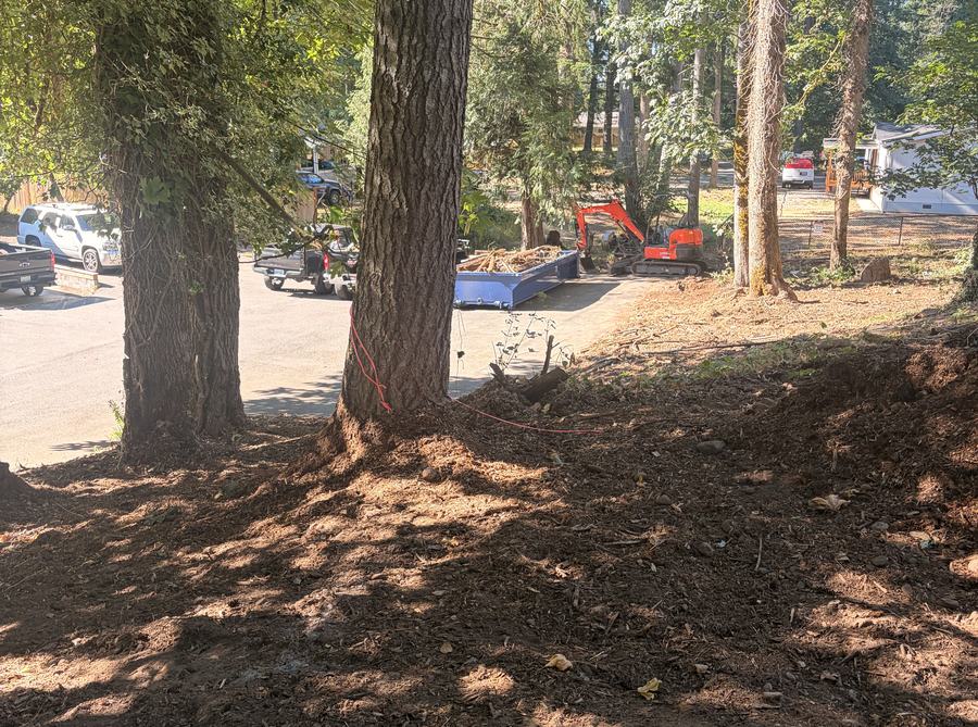 Dense understory and brush being cleared around property