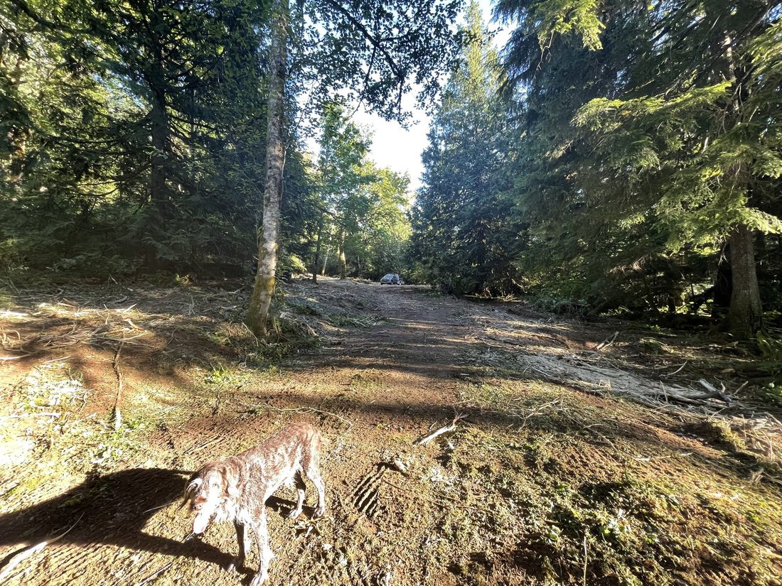 Cleared and graded access road